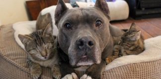 Caring Pit Bulls Help Two Blind Kittens Adjust To Their Lives Without Sight