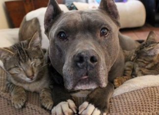 Caring Pit Bulls Help Two Blind Kittens Adjust To Their Lives Without Sight
