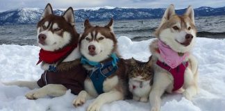 3 Huskies Become Best Friends With A Cat After Saving It From Dying