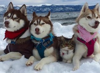 3 Huskies Become Best Friends With A Cat After Saving It From Dying