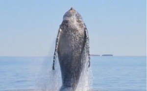 Whale Shows AMAZING Appreciation After Being Freed From Fishing Nets