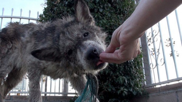 Suspected Wolf Hybrid Saved From A Terrible Life On The Street