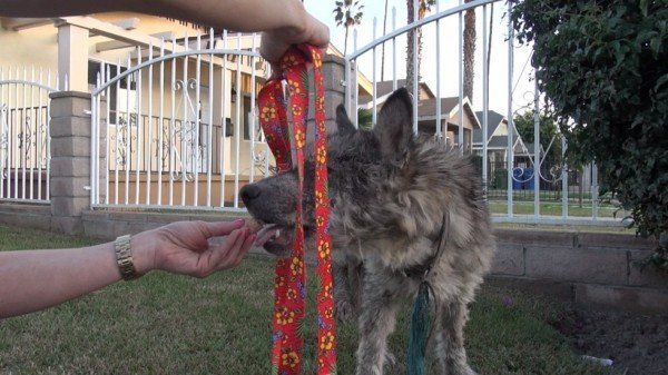 Suspected Wolf Hybrid Saved From A Terrible Life On The Street