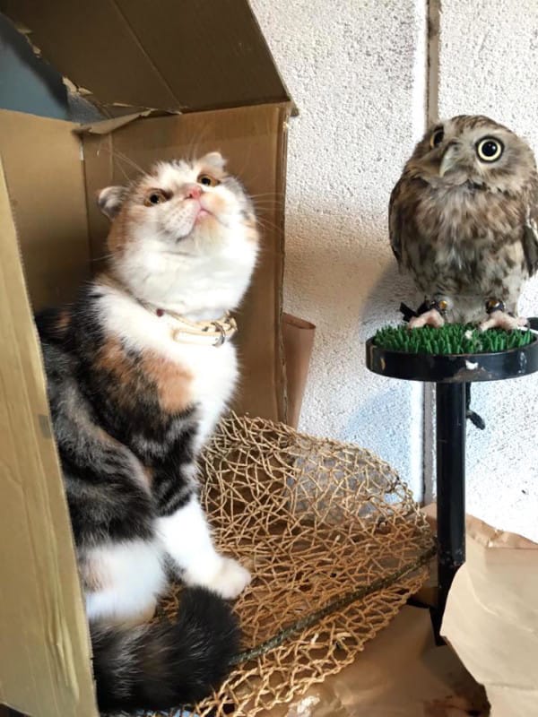 Adorable Kitten And Owlet Become Best Friends