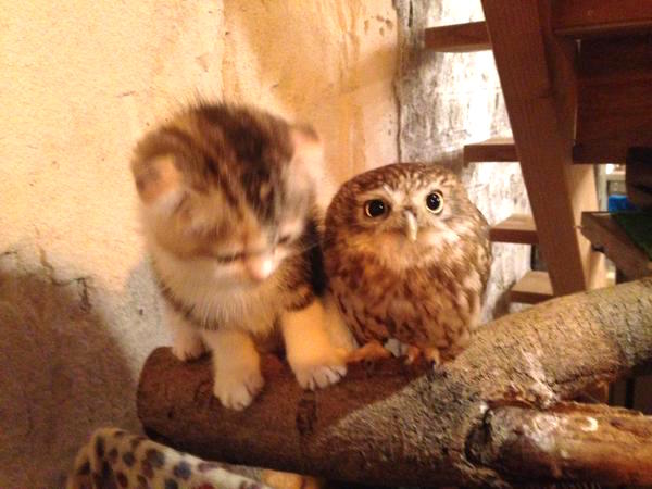 Adorable Kitten And Owlet Become Best Friends