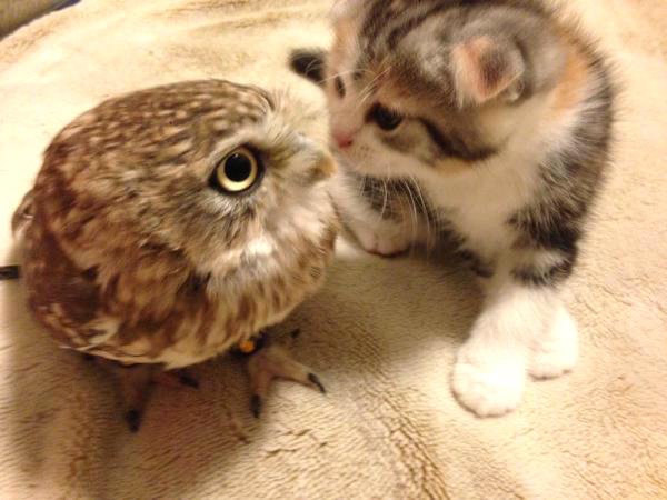 Adorable Kitten And Owlet Become Best Friends