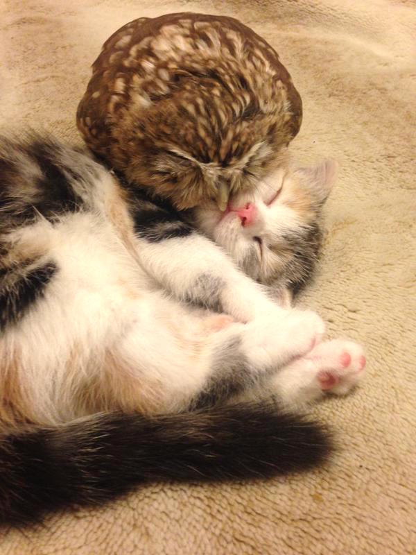 Adorable Kitten And Owlet Become Best Friends