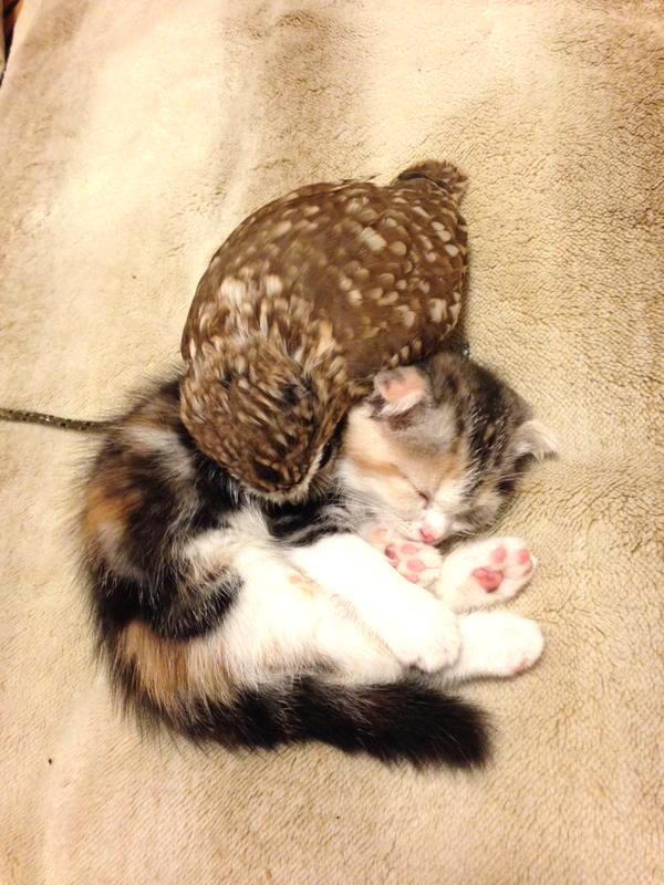 Adorable Kitten And Owlet Become Best Friends
