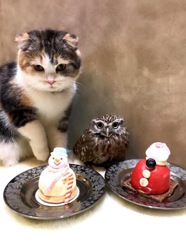 Adorable Kitten And Owlet Become Best Friends