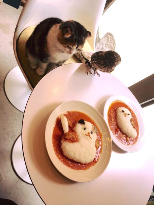 Adorable Kitten And Owlet Become Best Friends