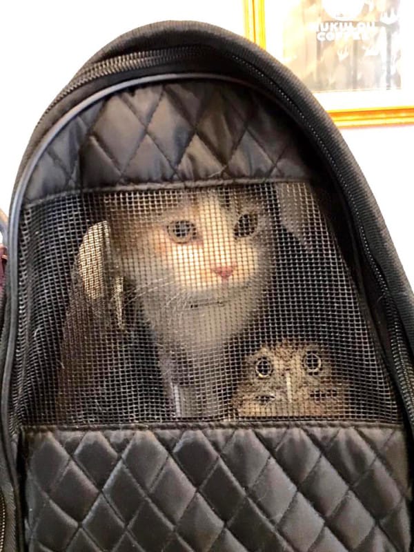 Adorable Kitten And Owlet Become Best Friends