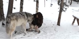 Alone In The Forest She Finds A Huge Wolf. But Look Closely At His Face… I Can’t Stop Smiling!