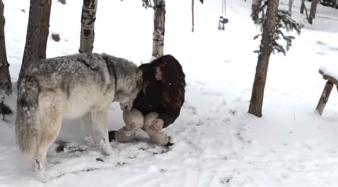 Alone In The Forest She Finds A Huge Wolf. But Look Closely At His Face… I Can’t Stop Smiling!