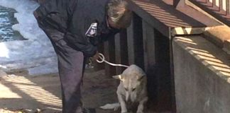 Cop Finds A Freezing Dog Struggling To Survive. But Watch When He Brings Him To The Shelter…