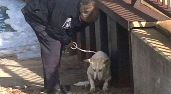Cop Finds A Freezing Dog Struggling To Survive. But Watch When He Brings Him To The Shelter…