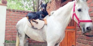 The Unlikely Friendship Between This Horse And Dog Will Make You Smile