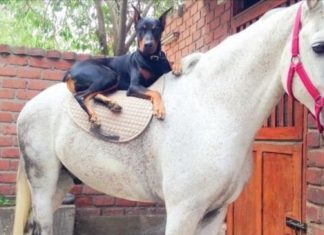 The Unlikely Friendship Between This Horse And Dog Will Make You Smile