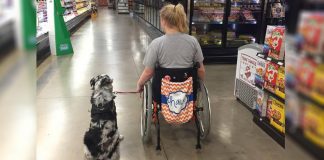 A Stranger Didn’t Listen When She Told Him NOT To Pet Her Service Dog. Minutes Later? Shocking!
