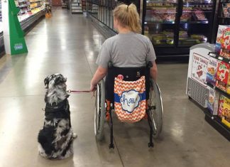 A Stranger Didn’t Listen When She Told Him NOT To Pet Her Service Dog. Minutes Later? Shocking!
