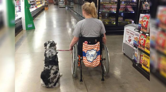 A Stranger Didn’t Listen When She Told Him NOT To Pet Her Service Dog. Minutes Later? Shocking!