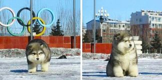 The 20 cutest puppies in the world