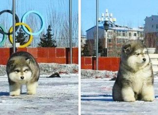 The 20 cutest puppies in the world