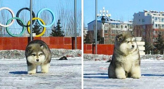 The 20 cutest puppies in the world