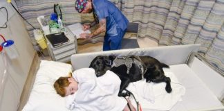 Service Dog sticks by Boy with Autism’s side, even in Hospital bed