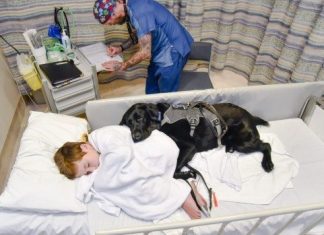 Service Dog sticks by Boy with Autism’s side, even in Hospital bed