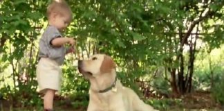 They Hoped Their Son And Dog Would Bond, But Never Anticipated A Friendship Like This.