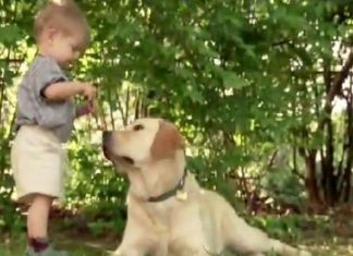 They Hoped Their Son And Dog Would Bond, But Never Anticipated A Friendship Like This.