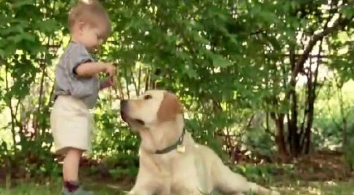 They Hoped Their Son And Dog Would Bond, But Never Anticipated A Friendship Like This.