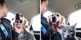 15 hilarious cats who behave exactly like us at work