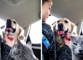 15 hilarious cats who behave exactly like us at work