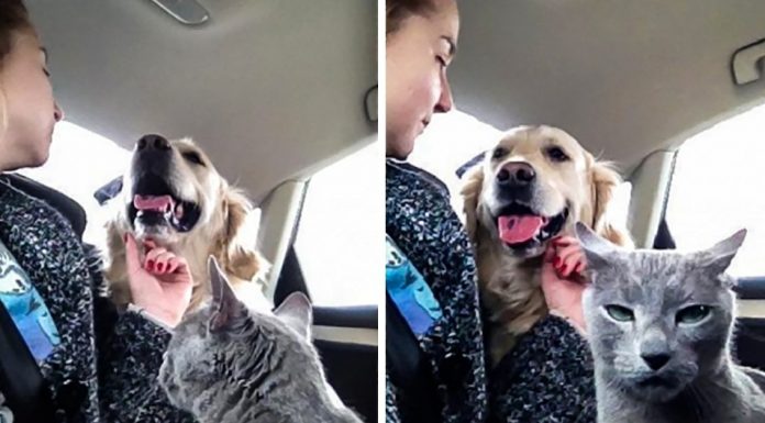 15 hilarious cats who behave exactly like us at work