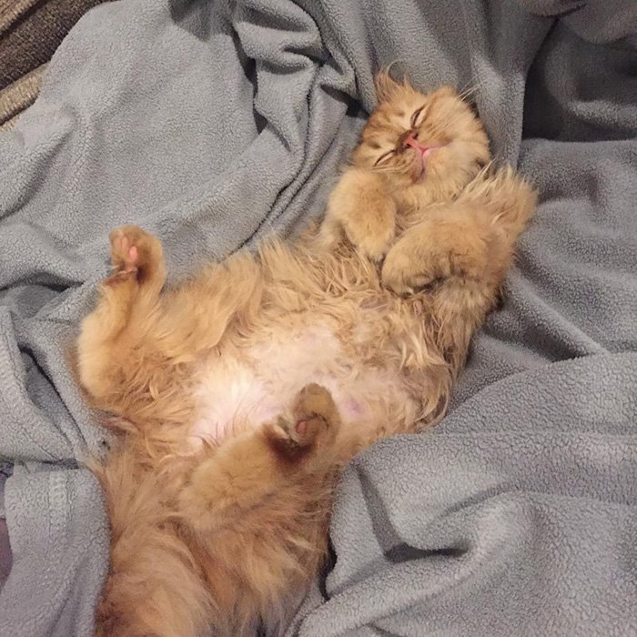 After They Brought Her Home From A Shelter, This Cat Can’t Stop Smiling