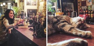 This lovely British pub has beer, more beer and…cats