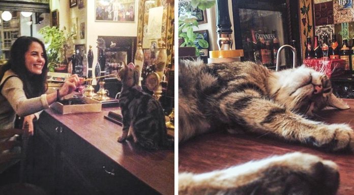 This lovely British pub has beer, more beer and…cats