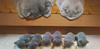 15 Cats and their Charming miniature Versions