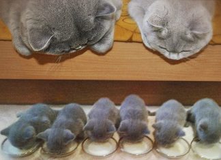 15 Cats and their Charming miniature Versions