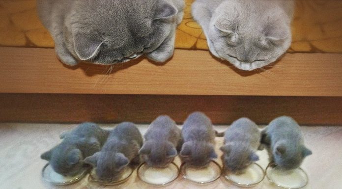 15 Cats and their Charming miniature Versions