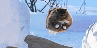 30 cats caught doing the strangest things