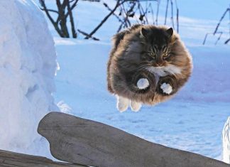 30 cats caught doing the strangest things