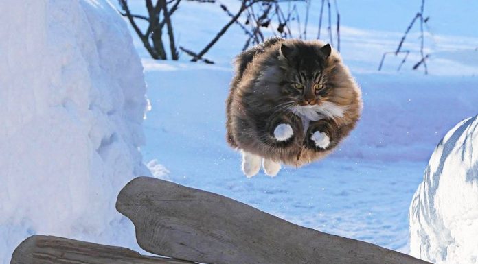 30 cats caught doing the strangest things