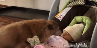 Milo the Chihuahua meets his baby sister