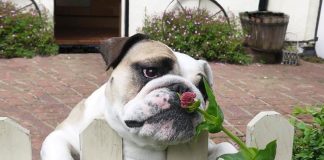 20 cute animals that long for spring