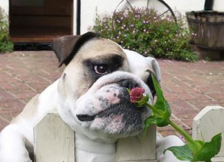 20 cute animals that long for spring