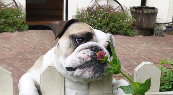 20 cute animals that long for spring