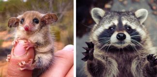 15 unbelievably cute animals that will take over the world