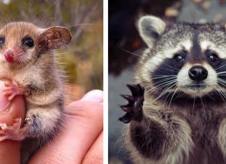 15 unbelievably cute animals that will take over the world